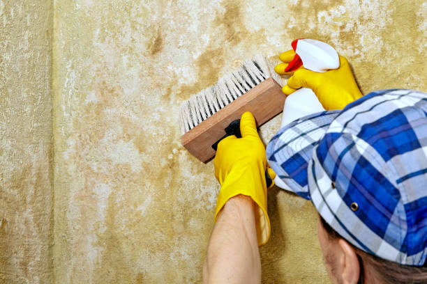 Best Black Mold Removal  in Taylor Mill, KY